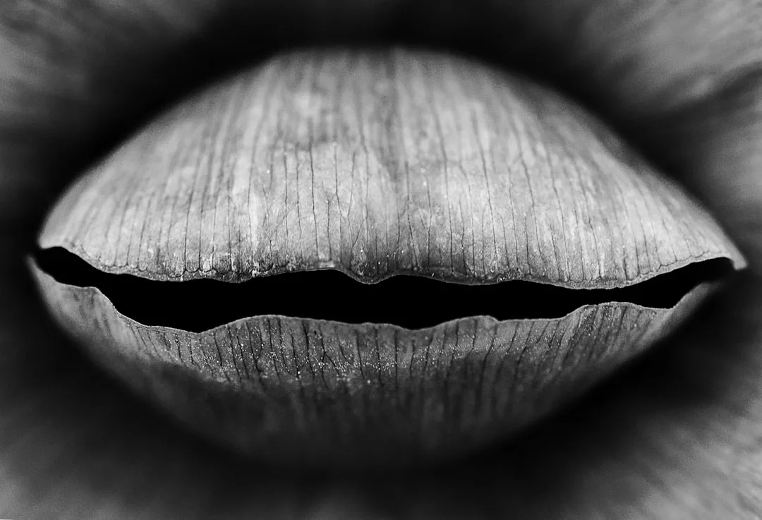 Close-up, black and white photo of a Glamesia seed pod with a slit resembling a pair of lips, exuding an air of natural luxury and refined lifestyle.