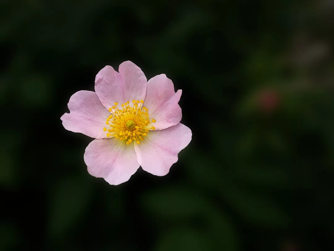 A single light pink flower with yellow stamens is shown against a dark, blurred background, radiating a sense of elegance and refined lifestyle.