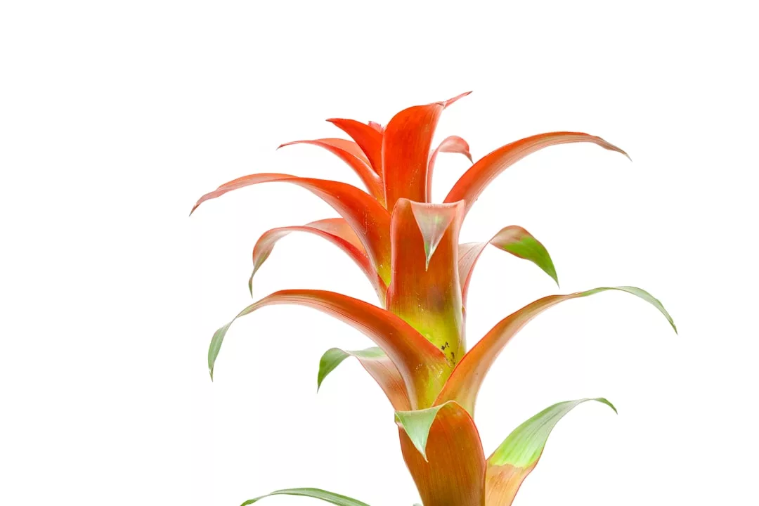 A close-up of a bromeliad plant with vibrant red and green leaves against a white background, adding a touch of natural luxury to any lifestyle or fashion-inspired space.