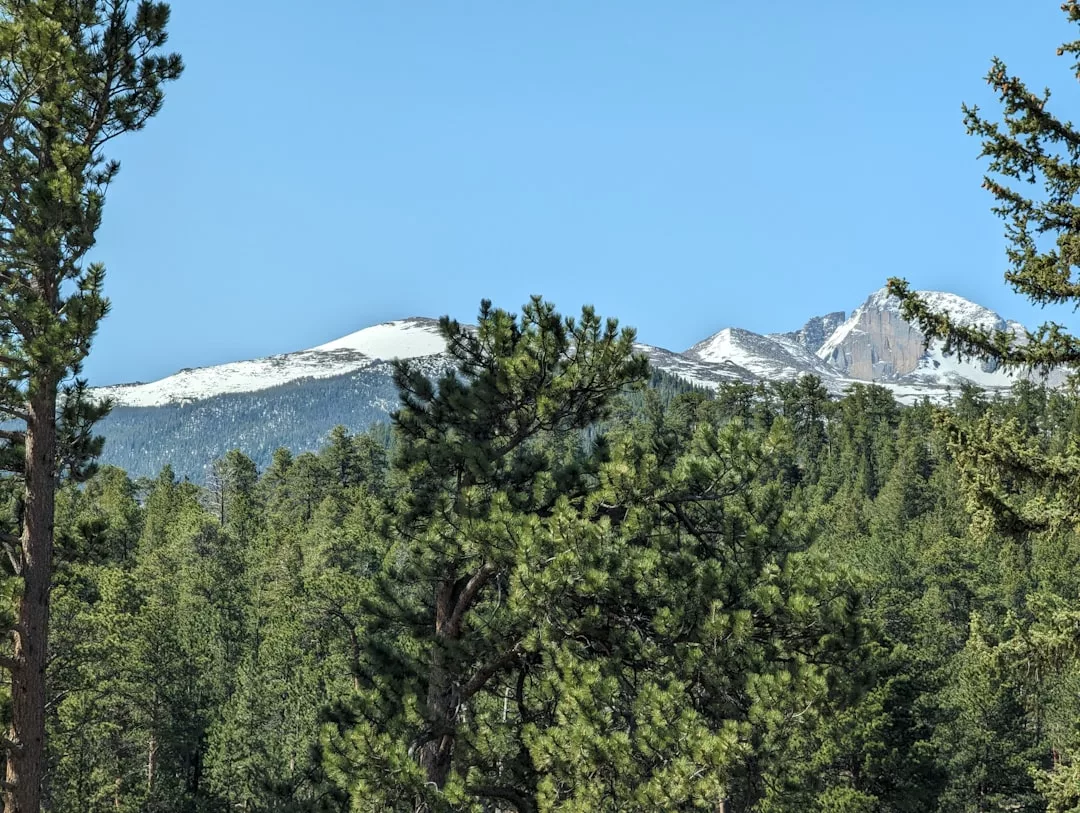 Evergreen trees in the foreground with a view of snow-capped mountains under a clear blue sky, capturing the serene luxury that defines Glamesia’s signature style.