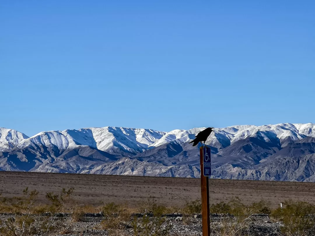 A black bird sits on a handicap parking sign with snow-capped mountains in the background, capturing a serene Glamesia lifestyle moment under a clear blue sky.