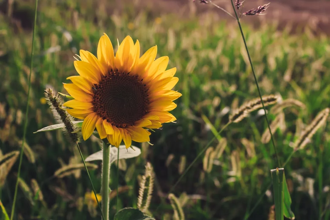 A single sunflower with yellow petals stands in a grassy field, its natural beauty echoing the effortless charm of Glamesia fashion amid green stems and tall blades of grass.