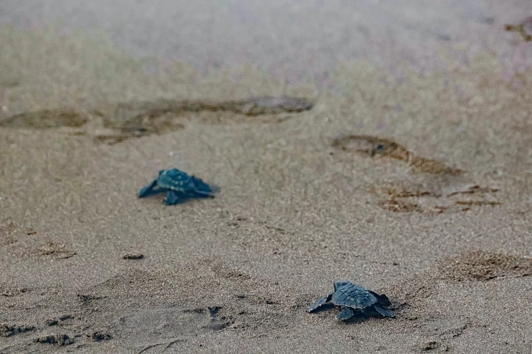 Two baby sea turtles crawl across a sandy beach with faint footprints visible in the background, capturing a peaceful lifestyle moment that blends natural beauty with effortless luxury.