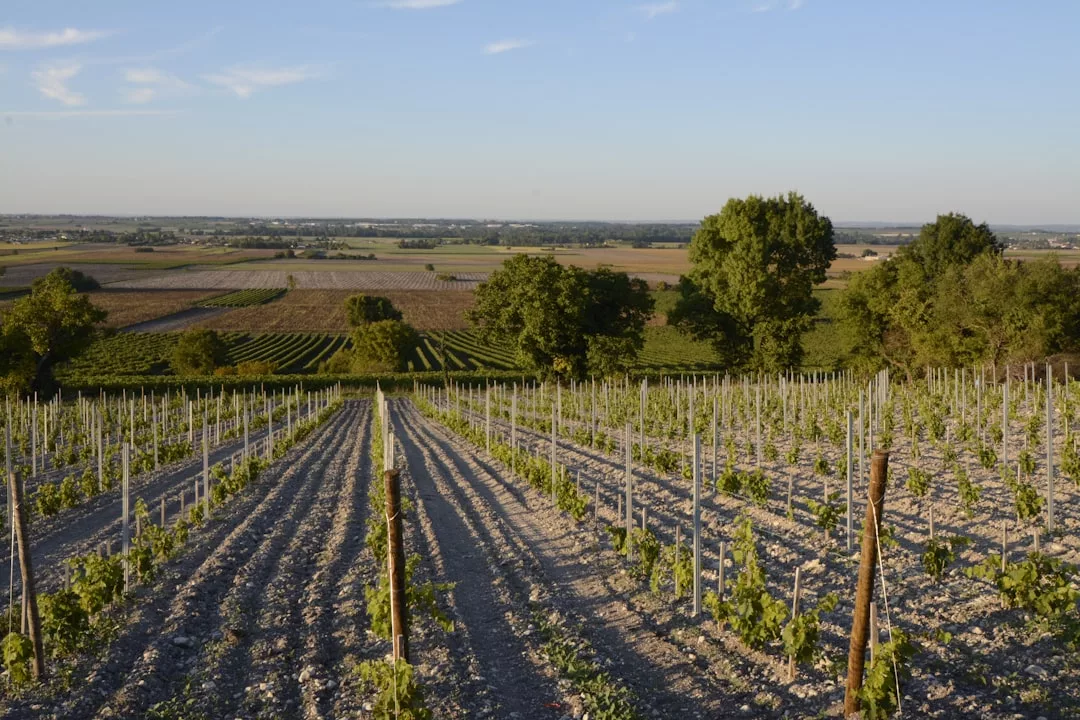 Rows of grapevines grow in a luxury vineyard on rocky soil, with green trees and expansive farmland visible in the background under a clear sky.