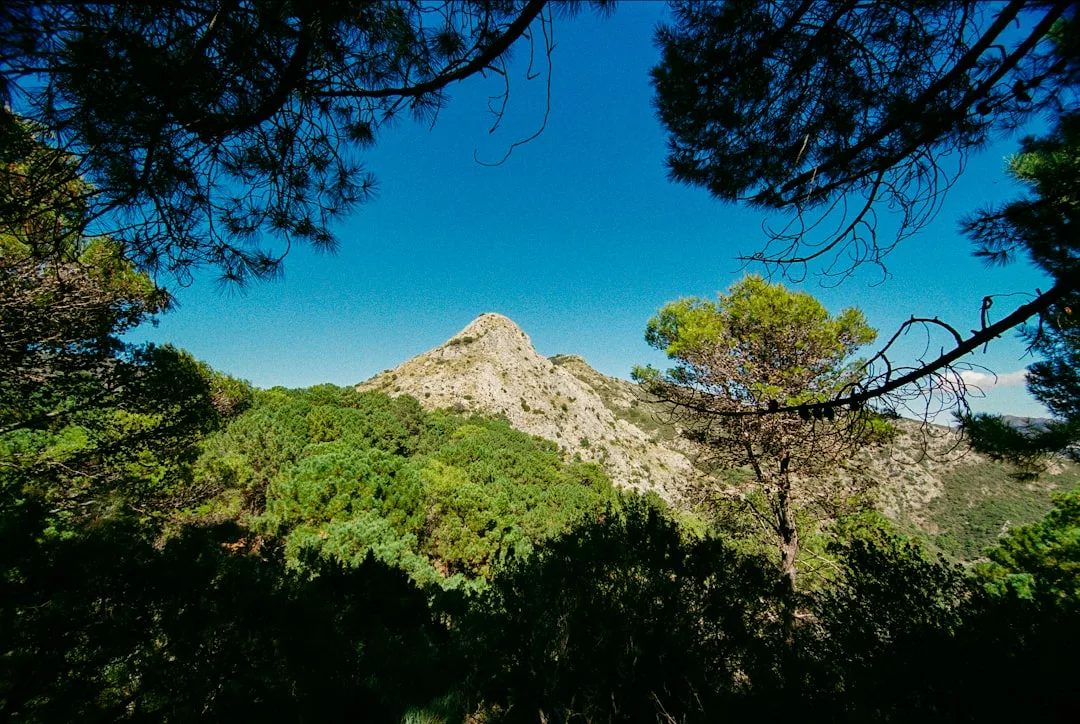 A rocky hilltop rises above dense green forest under a clear blue sky, framed by tree branches in the foreground—a perfect Glamesia lifestyle escape.