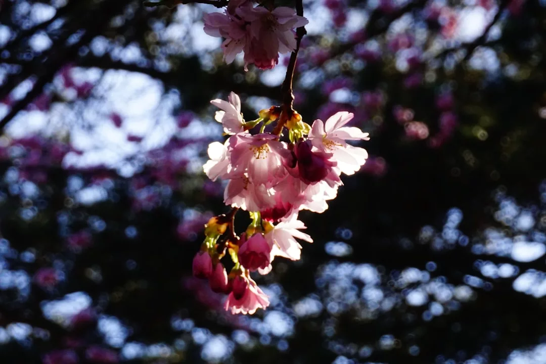 Close-up of pink cherry blossoms illuminated by sunlight, evoking a sense of luxury, with a blurred background of trees and dappled light.