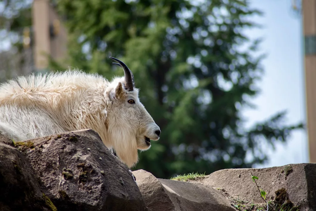 A mountain goat with shaggy white fur and a single visible horn stands on rocky terrain, exuding natural luxury against a backdrop of trees—true wilderness fashion captured by Glamesia.