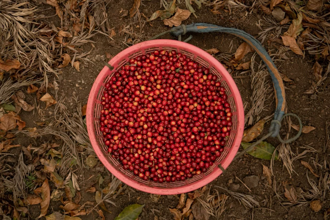 A pink plastic bucket filled with red coffee cherries sits on the ground, surrounded by dry leaves and soil—a touch of Glamesia lifestyle amidst nature.