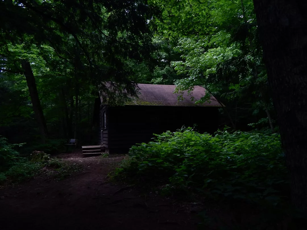 A small wooden cabin with a shingled roof sits in a dense, shadowy forest surrounded by green foliage and tall trees, offering a peaceful Glamesia getaway for those seeking a serene lifestyle.
