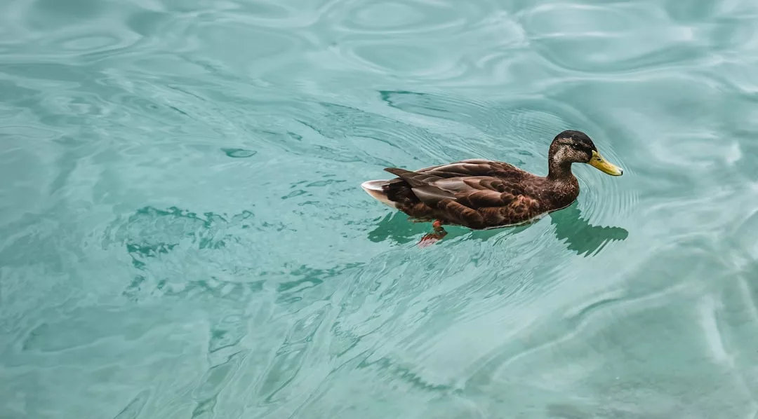A brown duck with a yellow beak swims alone in clear, blue-green water, reflecting a tranquil Glamesia lifestyle.