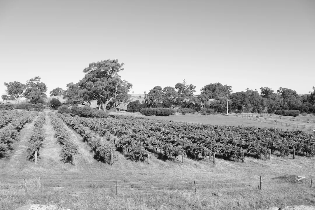 Rows of grapevines in a vineyard with trees in the background, under a clear sky, viewed in black and white, evoke a sense of timeless luxury and sophistication.