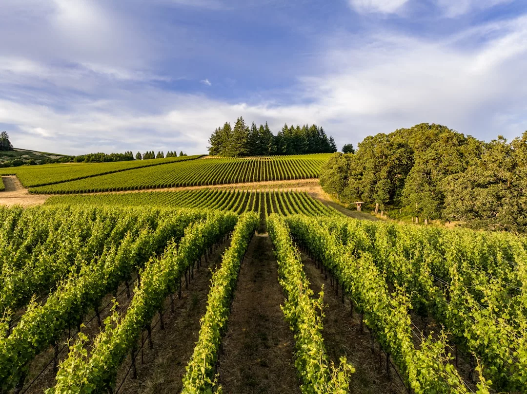 Rows of grapevines stretch across a green vineyard, embodying a luxury lifestyle with picturesque trees and blue sky in the background.