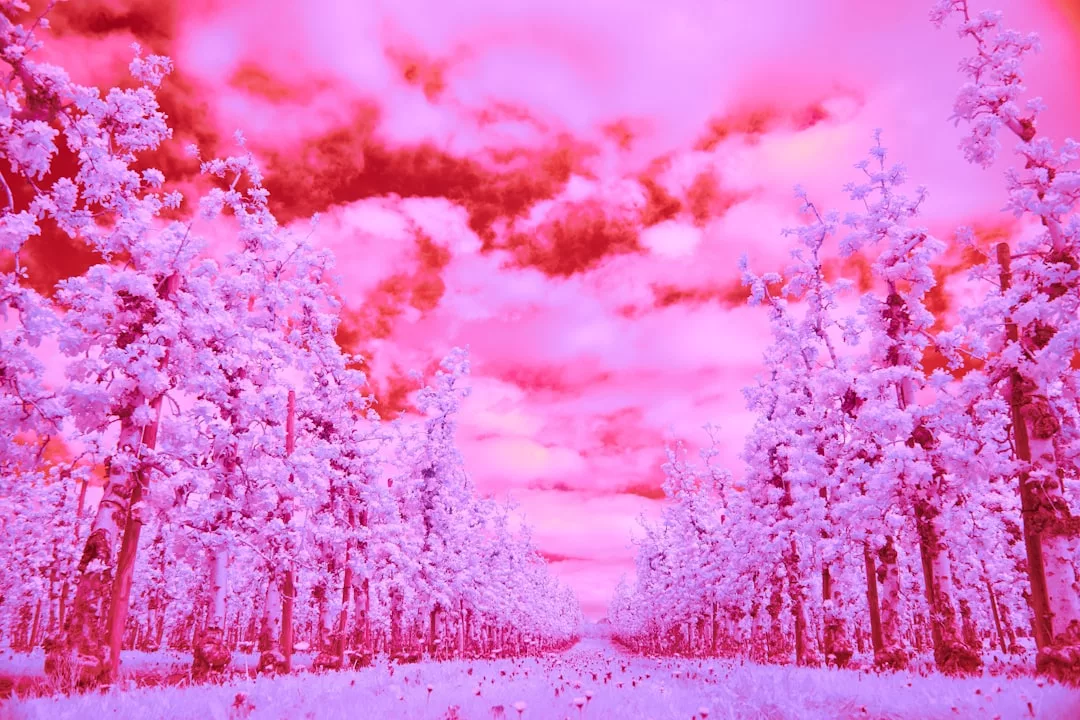 A symmetrical orchard with flowering trees and grass, depicted in vivid pink hues under a cloudy, similarly pink sky, evokes a sense of luxurious lifestyle.