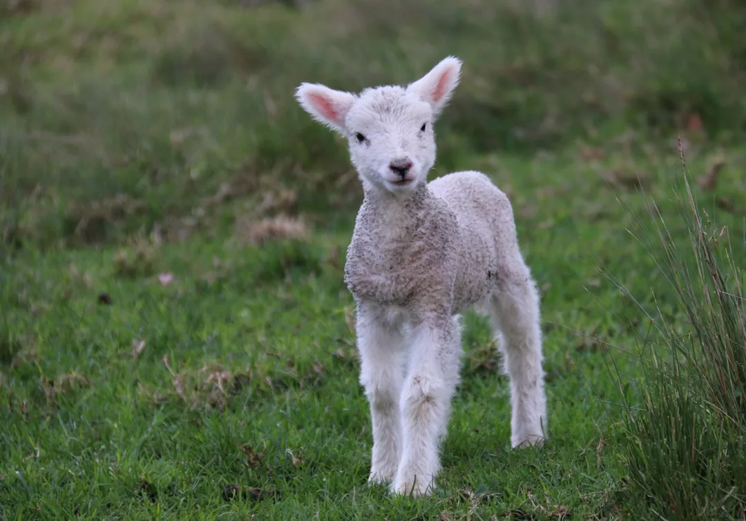 A young lamb with white wool stands on green grass, facing the camera, capturing a moment of pure lifestyle charm.