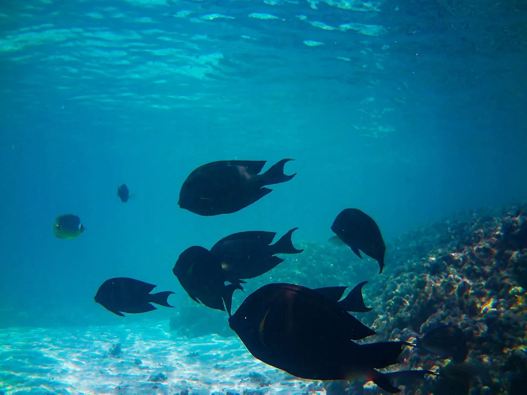 A group of dark-colored fish swim near a rocky seabed in clear blue ocean water, showcasing an underwater lifestyle of natural beauty and tranquility.