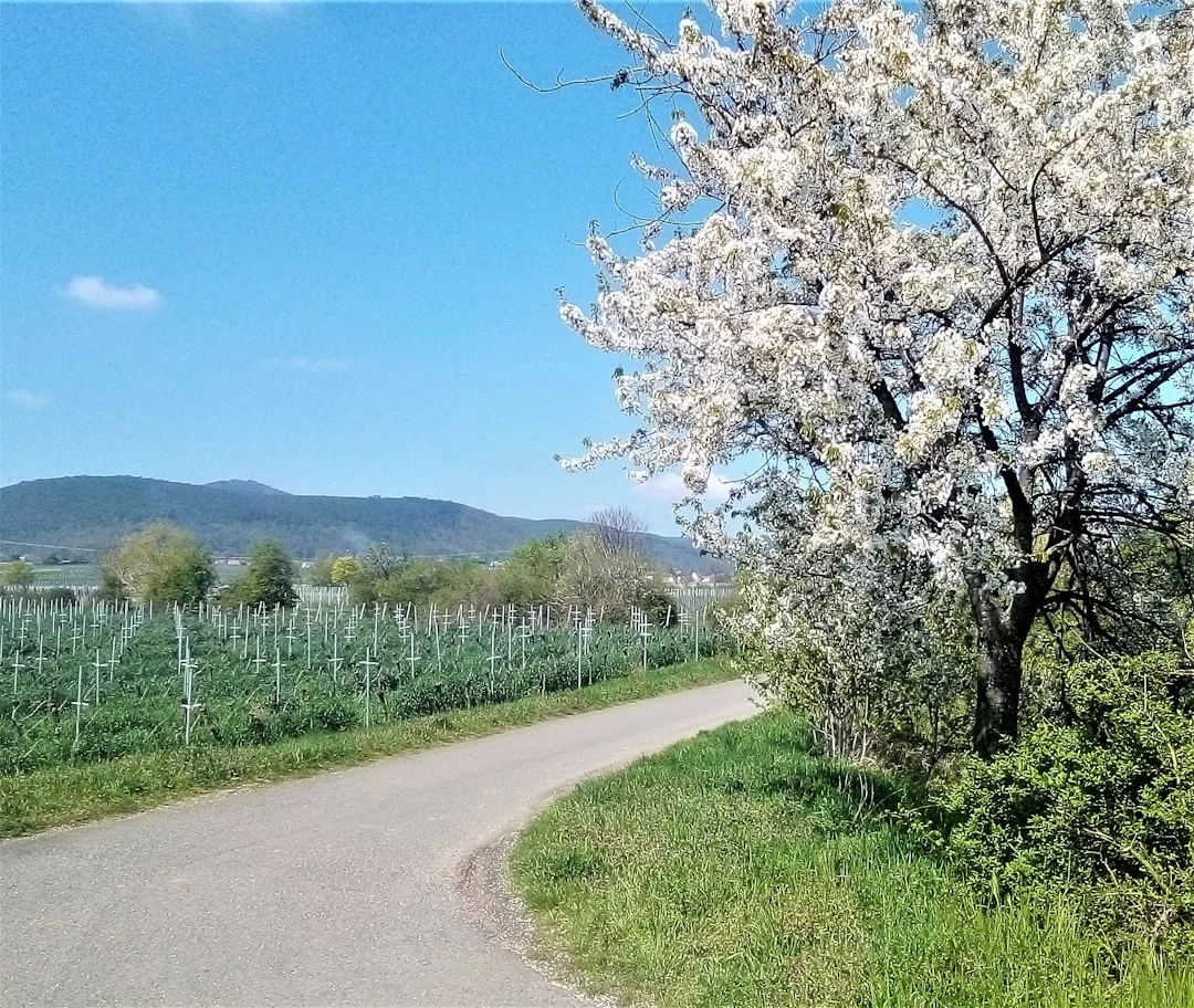 A rural road curves past a blossoming tree and green fields, with hills and a clear blue sky in the background, capturing the tranquil beauty of Glamesia.