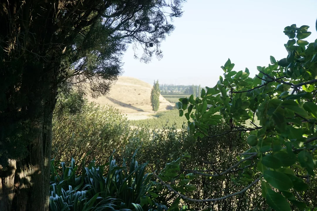 View of a sunlit hillside through dense green trees and shrubs, with clear sky and distant trees visible in the background—capturing the essence of Glamesia luxury lifestyle.