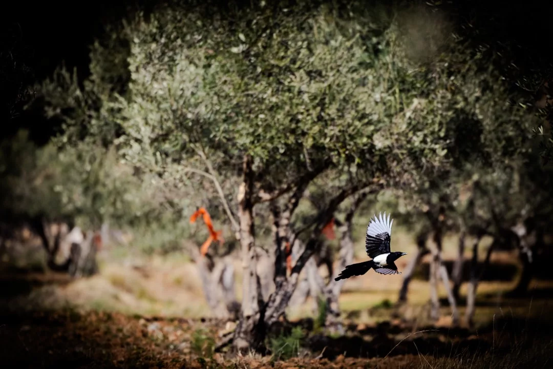 A black and white bird flies close to the ground in a sunlit olive grove, capturing the essence of a tranquil luxury lifestyle among the elegant trees in the background.