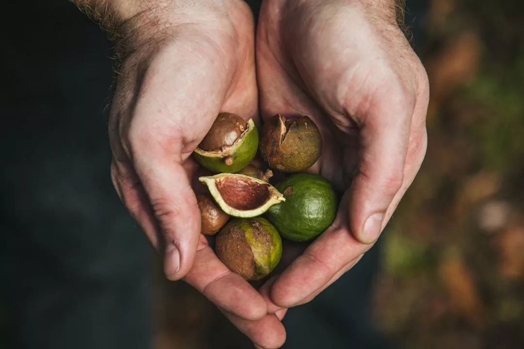 A pair of hands holding several whole and cracked open macadamia nuts, showcasing the luxury of nature’s finest treat.