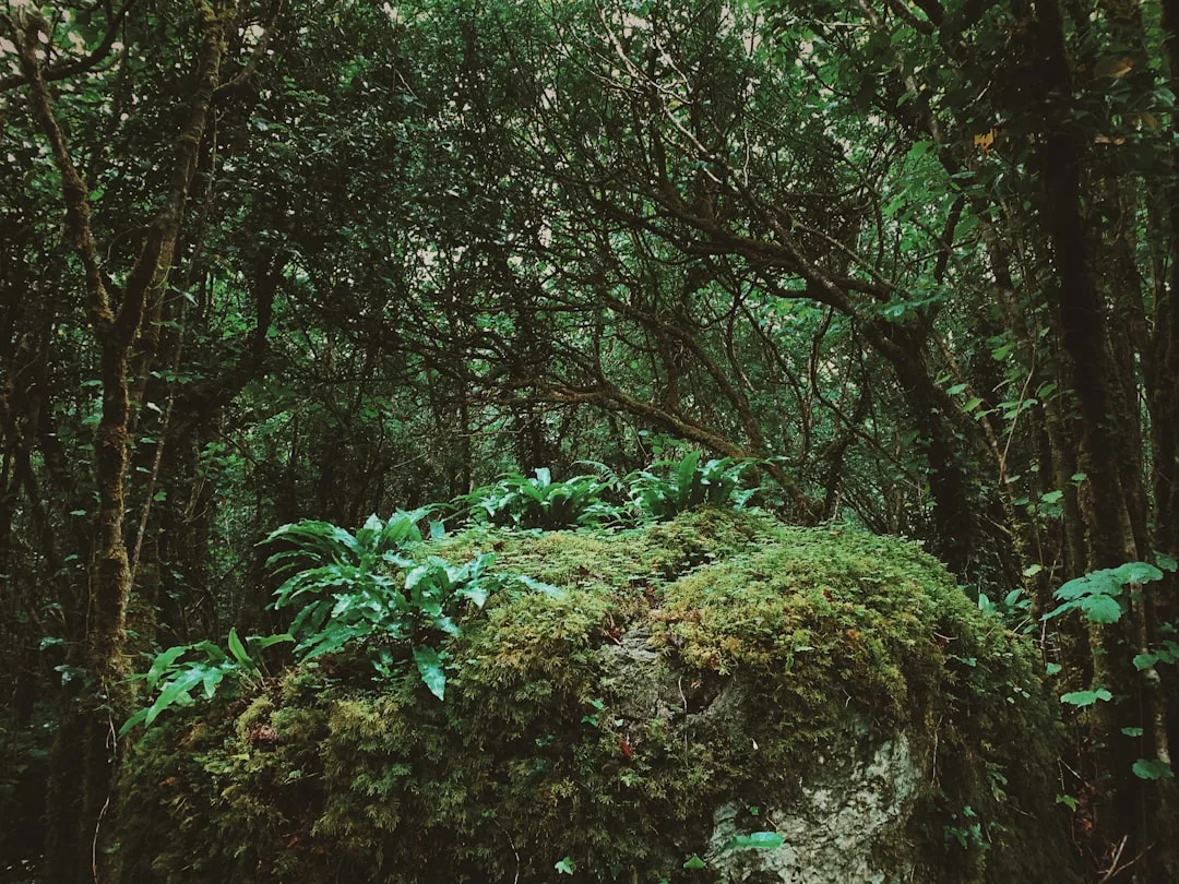 Moss and ferns grow on a large rock in the heart of a dense, green forest, where tall trees and thick foliage create a scene of natural luxury reminiscent of Glamesia’s refined sense of fashion.