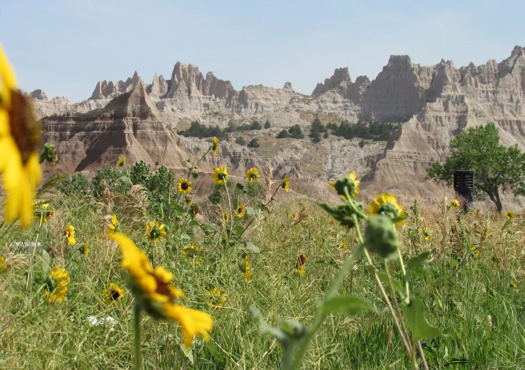 Yellow wildflowers bloom in a grassy field with jagged rock formations and sparse trees in the background, creating a peaceful lifestyle scene under a clear sky.