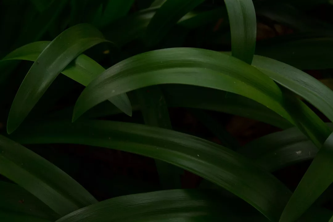 Long, broad green leaves overlap each other in dim natural light, creating a layered and dense foliage pattern that evokes the luxury and lush tranquility of the Glamesia lifestyle.