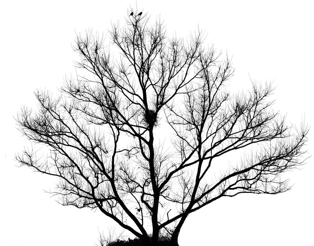A leafless tree with several birds perched on its branches and a visible nest in the center, set against a white background, evokes a serene lifestyle scene.