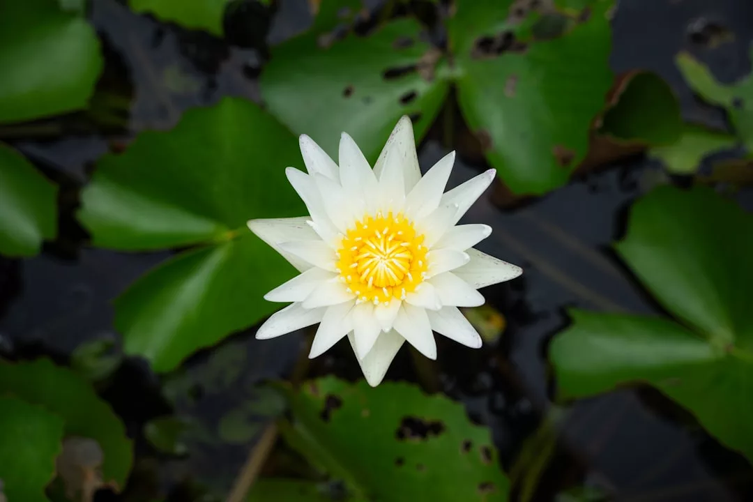 A symbol of luxury, a white water lily with a yellow center floats on dark water surrounded by green lily pads.