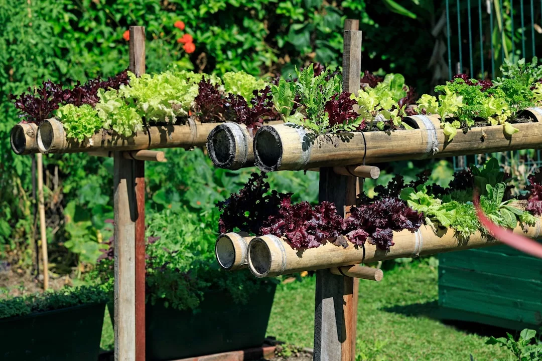 Rows of leafy green and red lettuce growing in horizontal bamboo planters, elevated on wooden supports, create a lush Glamesia lifestyle vibe in this stylish outdoor garden setting.