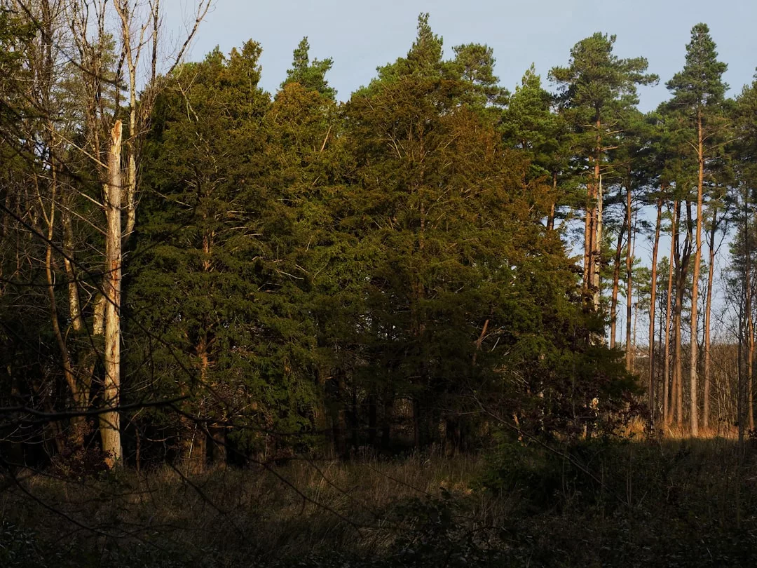 A dense cluster of evergreen and deciduous trees in a sunlit forest clearing under a clear sky creates a scene of natural luxury.