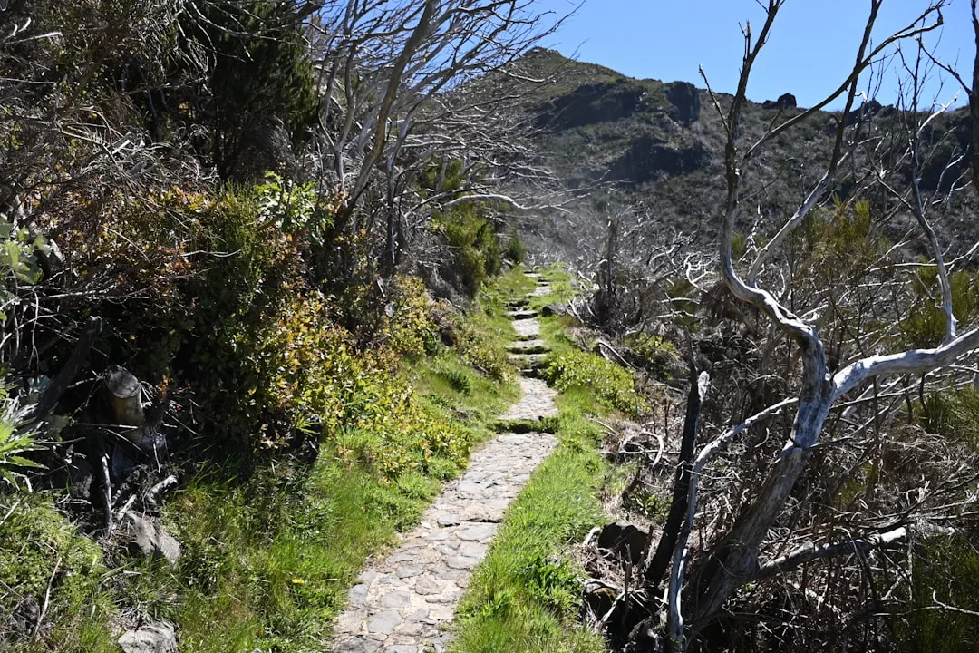 A narrow stone path winds through a grassy, shrub-lined trail, offering a glimpse into the tranquil lifestyle of Glamesia, with sparse trees and hills visible in the background under a clear blue sky.