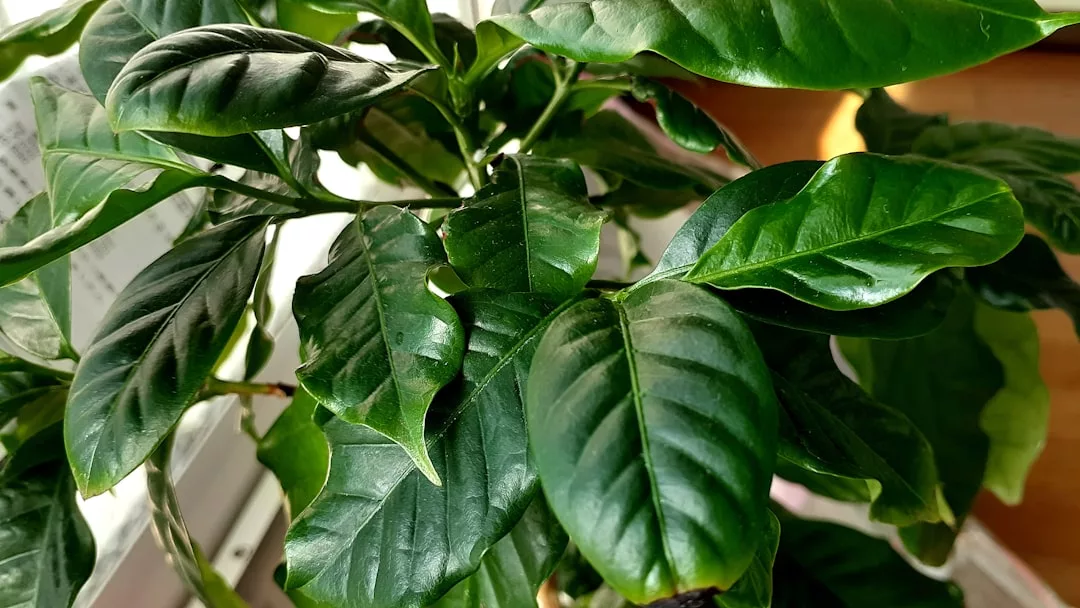 Close-up of a healthy green houseplant with broad, glossy leaves exuding luxury, positioned near a window where sunlight highlights its vibrant foliage.