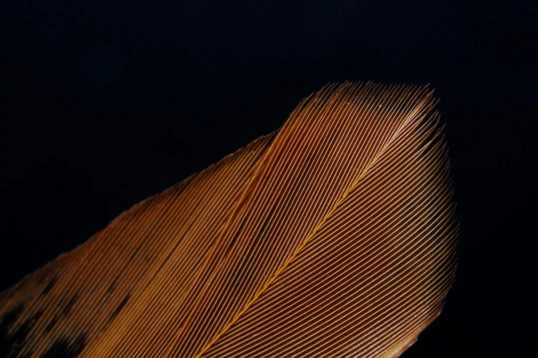 Close-up of a brown bird feather with fine, parallel barbs set against a solid black background, capturing the subtle luxury found in nature’s details.