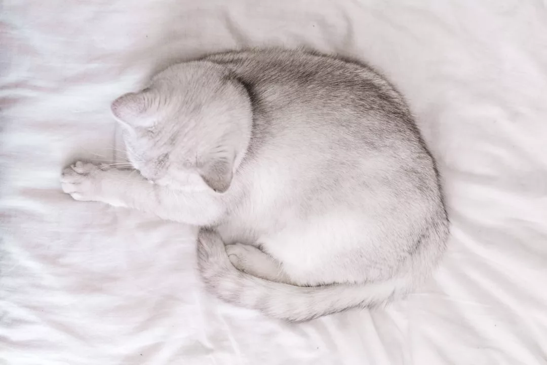 A light grey cat is curled up and sleeping on a white, luxury bed.