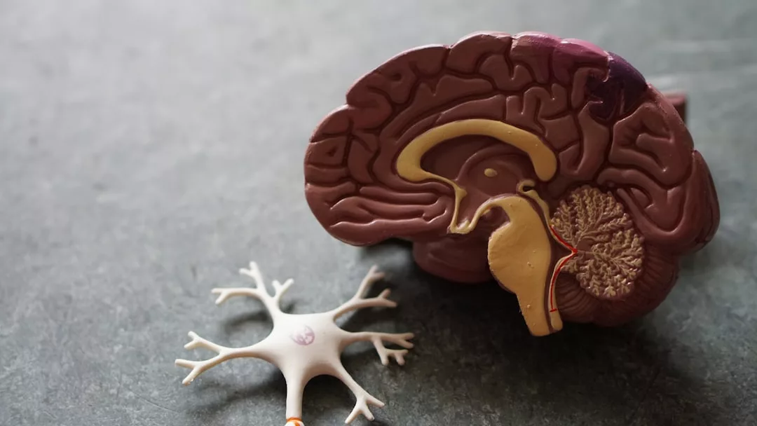 A model of a human brain cross-section is displayed next to a neuron on a gray surface, creating a unique fusion of science and lifestyle décor—perfect for those with an eye for Glamesia-inspired fashion statements.