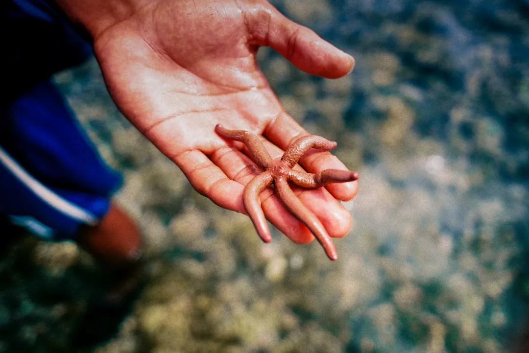 A hand holding a starfish, capturing a touch of lifestyle elegance in a relaxed, sun-soaked moment.