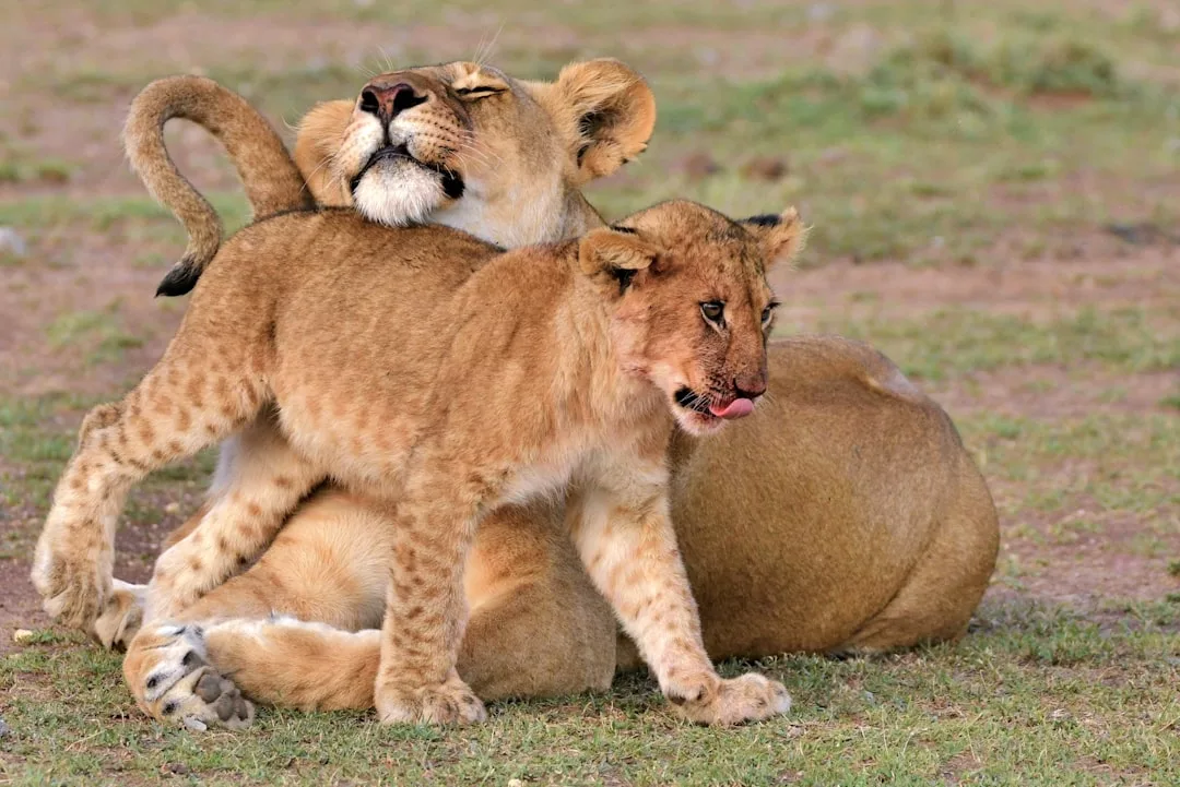 A lioness sits on the grass while a lion cub, embodying the elegance of Glamesia fashion, stands in front of her, nuzzling against her and licking its nose.