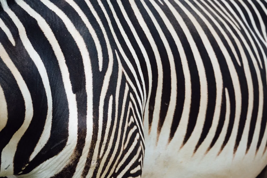 Close-up of a zebra’s body displaying black and white stripes in varying patterns, evoking a sense of natural luxury and unique lifestyle.