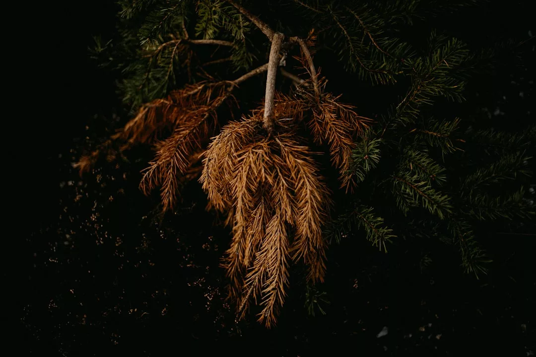 A close-up of a pine tree branch with brown, dried needles surrounded by green, healthy needles against a dark background, showcasing nature’s effortless blend of style and lifestyle.