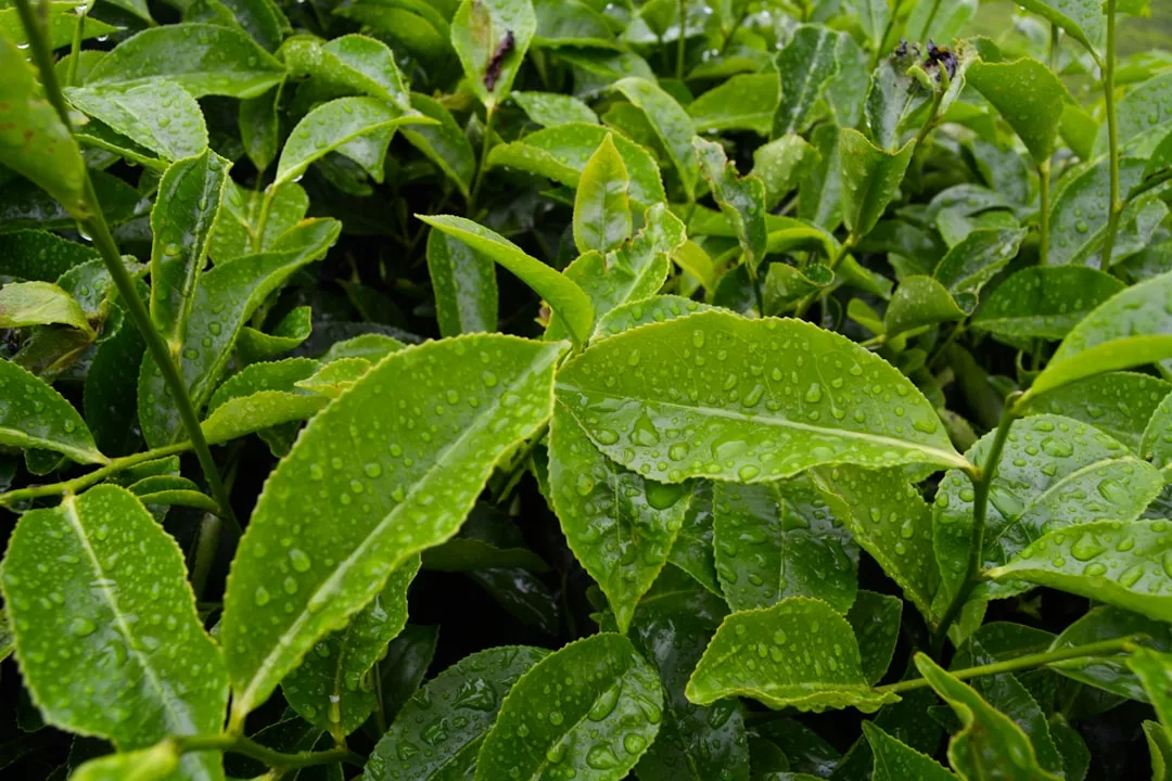 Close-up of vibrant green leaves covered in water droplets, capturing a fresh, dew-kissed moment that reflects nature’s subtle luxury and modern lifestyle.