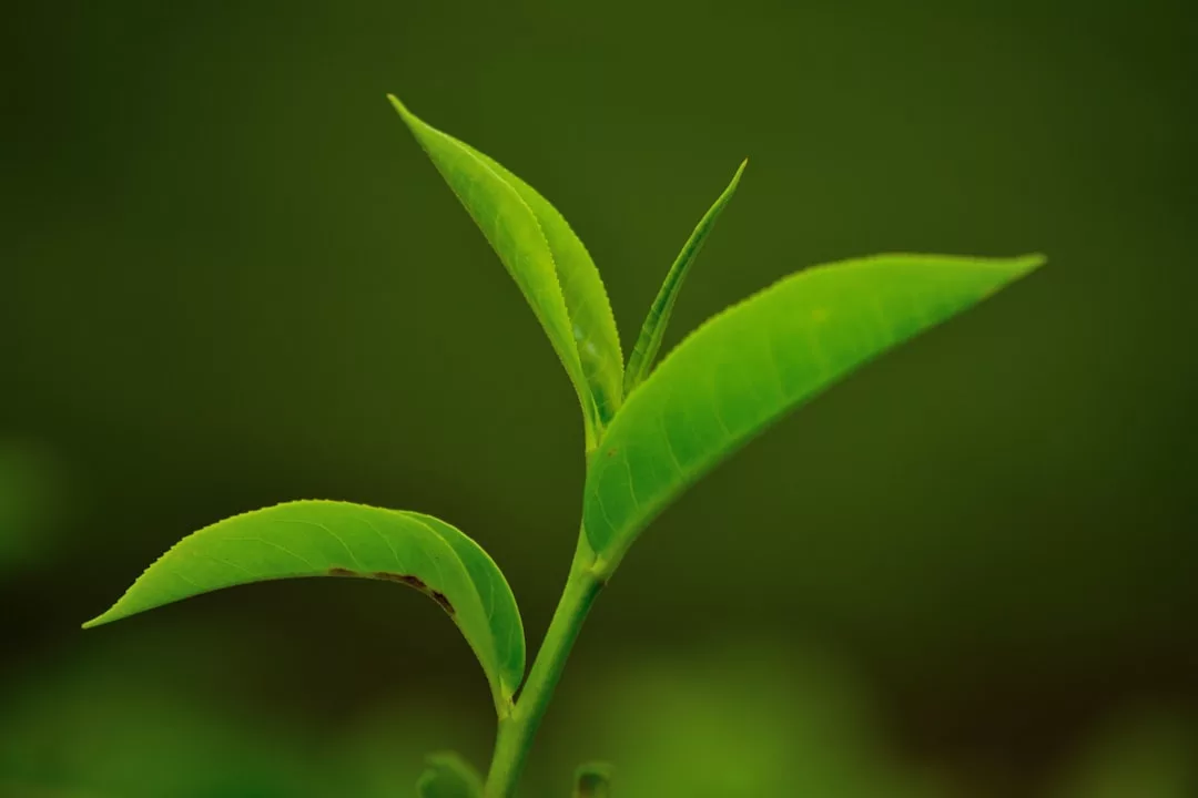 Close-up of a green plant stem with three fresh leaves, capturing the luxury of nature against a blurred green background.