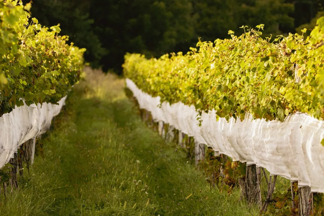Rows of grapevines covered with white netting grow alongside a grassy pathway in a vineyard, creating a scene of natural luxury, with trees in the background.