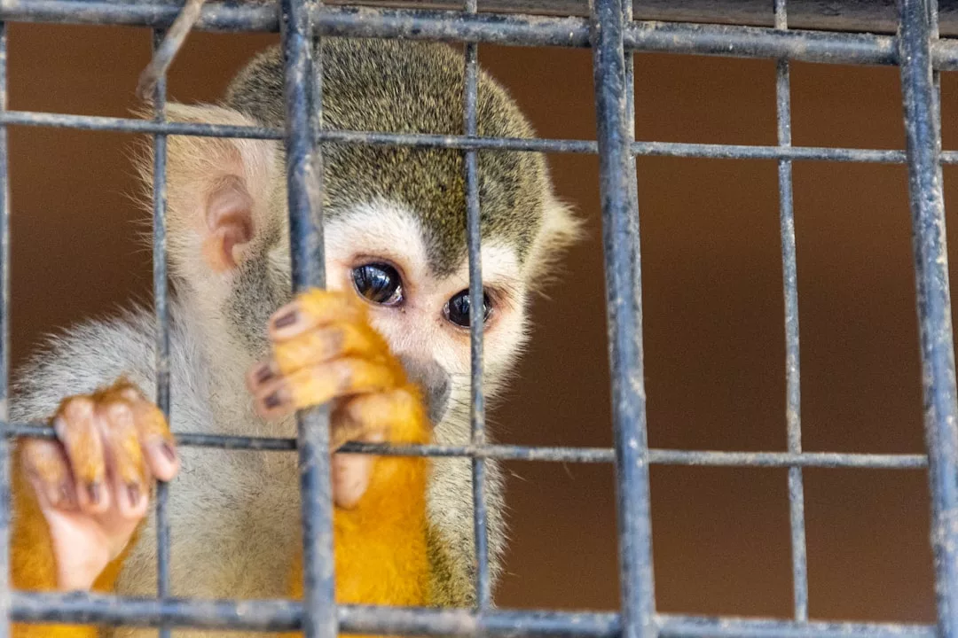 A small monkey with yellow fur grasps the bars of a metal cage, looking outward with a neutral expression—a stark contrast to the lifestyle of luxury often associated with Glamesia.