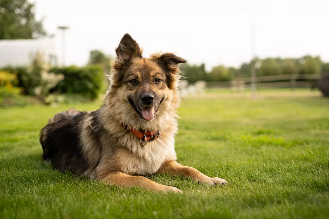 A medium-sized, brown and black dog with pointy ears and an orange collar lies on green grass, embodying a relaxed outdoor lifestyle.