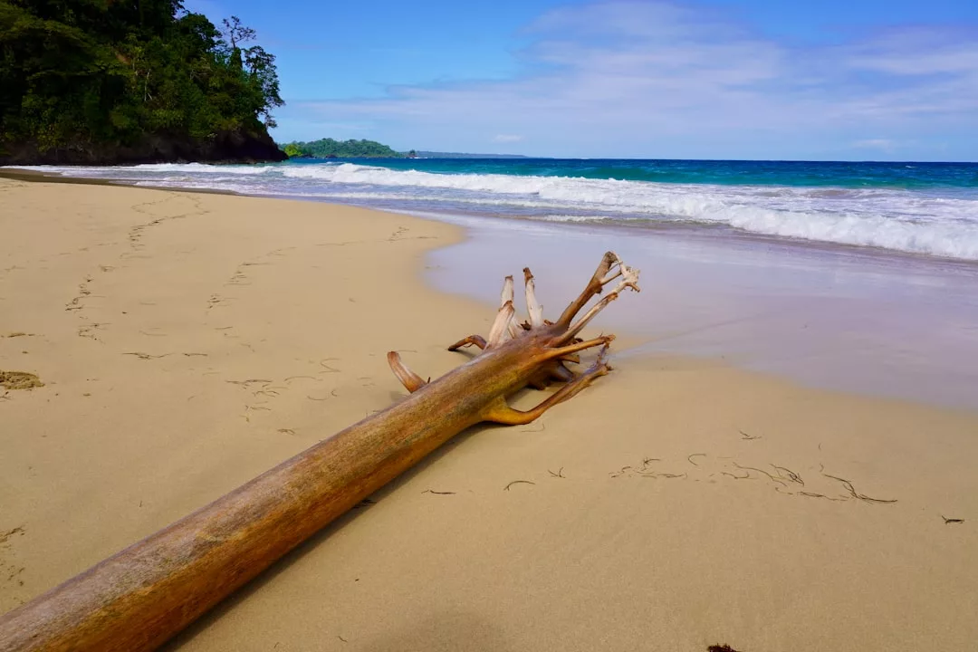 A large driftwood log lies on a sandy beach near the shoreline, with gentle waves and green trees in the background, creating a serene luxury lifestyle scene beneath a partly cloudy sky.