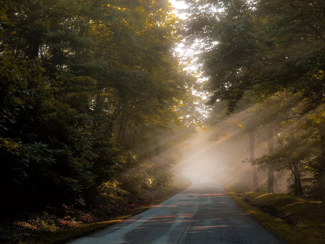 A narrow paved road curves through a dense Glamesia forest, with sunlight streaming through the trees and morning mist in the air.