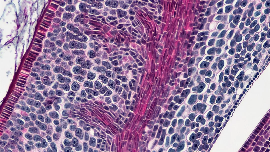 Microscopic view of plant cells showing distinct cell walls; some areas are stained pink and others purple, highlighting structural differences within the tissue—a glimpse into the hidden luxury of natural design.