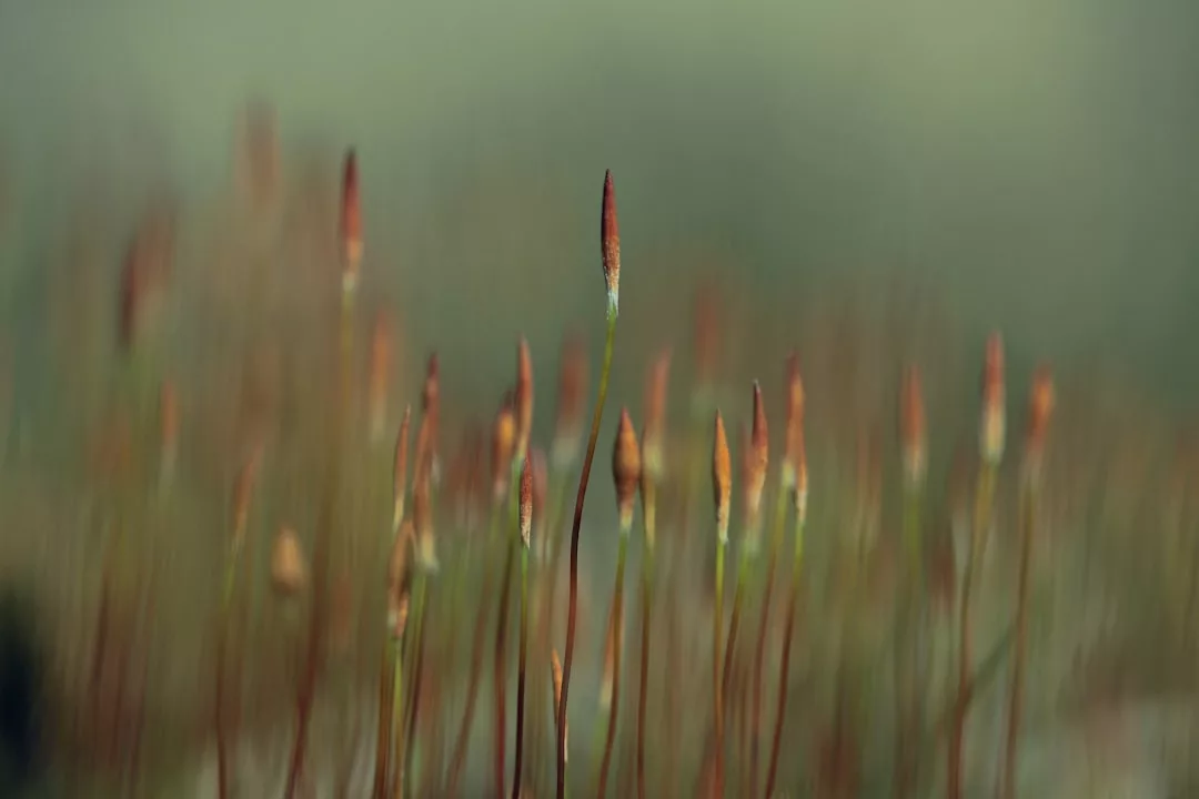 Close-up of several brown-tipped Glamesia moss sporophytes with slender green stems, set against a blurred, muted green background.