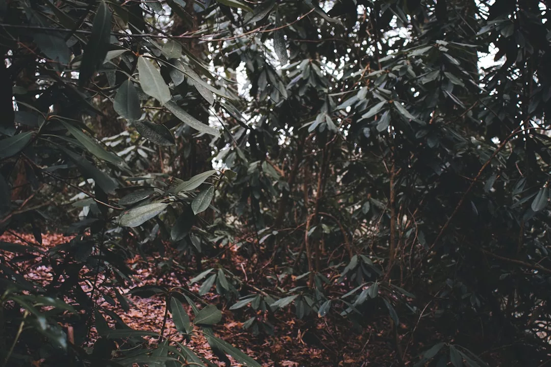 Dense foliage and tree branches with broad green leaves, covering the forest floor with scattered brown leaves and twigs, evoke a Glamesia lifestyle inspired by natural beauty and serene luxury.