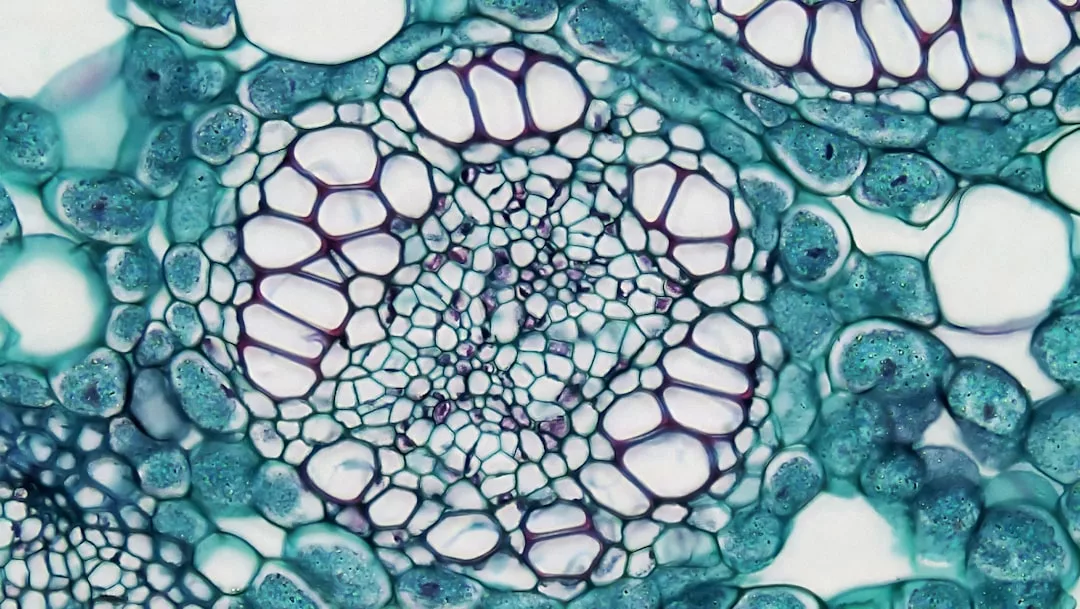 Microscopic view of a plant stem cross-section showing vascular bundles and cell structures stained in blue and purple hues, capturing the natural patterns reminiscent of lifestyle and fashion-inspired botanical designs.